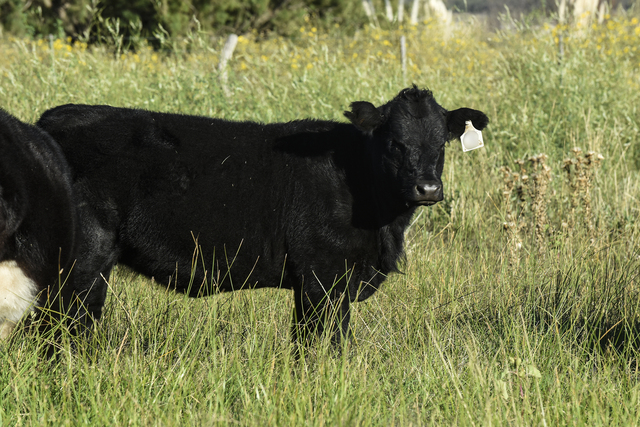 640-cattle-raising-with-natural-pastures-in-pampas-countryside-la-pampa-province-patagonia-argentina.jpg